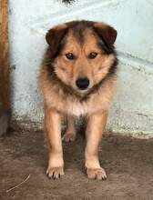 MAXI, Hund, Mischlingshund in Rumänien - Bild 1