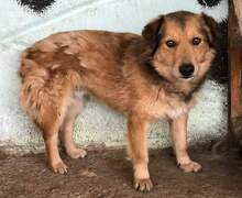 MAXI, Hund, Mischlingshund in Rumänien - Bild 2