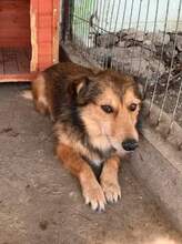 MAXI, Hund, Mischlingshund in Rumänien - Bild 3