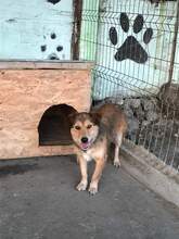 MAXI, Hund, Mischlingshund in Rumänien - Bild 4