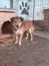 MAXI, Hund, Mischlingshund in Rumänien - Bild 5