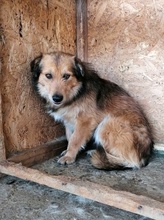 MAXI, Hund, Mischlingshund in Rumänien - Bild 6