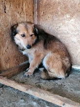 MAXI, Hund, Mischlingshund in Rumänien - Bild 7