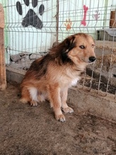 MAXI, Hund, Mischlingshund in Rumänien - Bild 8