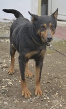 MARIECHEN, Hund, Mischlingshund in Bulgarien - Bild 6