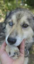 DAVY, Hund, Affenpinscher in Bulgarien - Bild 1