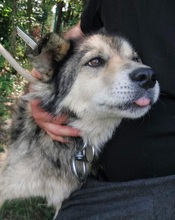 DAVY, Hund, Affenpinscher in Bulgarien - Bild 3
