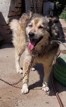 DAVY, Hund, Affenpinscher in Bulgarien - Bild 6