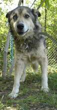 DAVY, Hund, Affenpinscher in Bulgarien - Bild 8