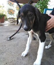 ELOISE, Hund, Mischlingshund in Griechenland - Bild 13