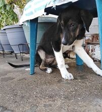 ELOISE, Hund, Mischlingshund in Griechenland - Bild 16