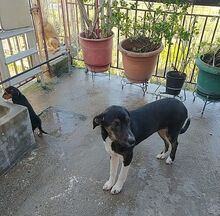ELOISE, Hund, Mischlingshund in Griechenland - Bild 17