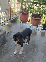 ELOISE, Hund, Mischlingshund in Griechenland - Bild 21