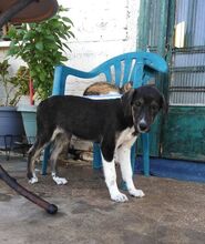 ELOISE, Hund, Mischlingshund in Griechenland - Bild 3