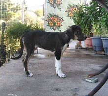 ELOISE, Hund, Mischlingshund in Griechenland - Bild 6