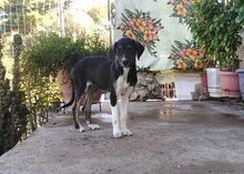 ELOISE, Hund, Mischlingshund in Griechenland - Bild 7