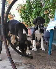 ELOISE, Hund, Mischlingshund in Griechenland - Bild 8