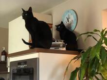 LILLY, Katze, Europäisch Kurzhaar in Bobingen - Bild 12