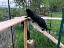 JESSY, Katze, Europäisch Kurzhaar in Bobingen - Bild 34