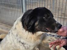 BORIS, Hund, Mischlingshund in Italien - Bild 1
