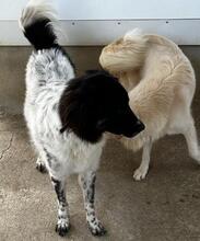 BORIS, Hund, Mischlingshund in Italien - Bild 14