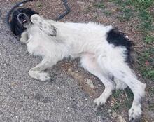 BORIS, Hund, Mischlingshund in Italien - Bild 18