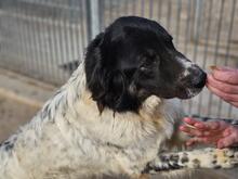 BORIS, Hund, Mischlingshund in Italien - Bild 2
