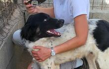 BORIS, Hund, Mischlingshund in Italien - Bild 22