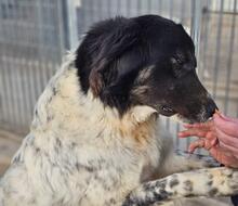 BORIS, Hund, Mischlingshund in Italien - Bild 4