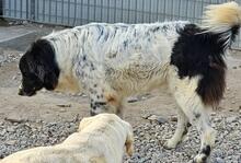 BORIS, Hund, Mischlingshund in Italien - Bild 5