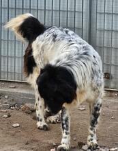 BORIS, Hund, Mischlingshund in Italien - Bild 6