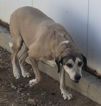 MAZZINI, Hund, Jagdhund-Mix in Italien - Bild 4