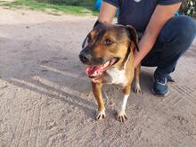 MANOLA, Hund, Mischlingshund in Werne - Bild 20