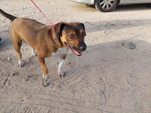 MANOLA, Hund, Mischlingshund in Werne - Bild 22