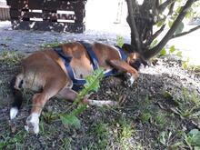 MANOLA, Hund, Mischlingshund in Werne - Bild 6