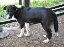 RAZONI, Hund, Mischlingshund in Rumänien - Bild 3