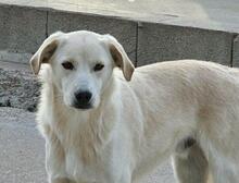 MAX, Hund, Mischlingshund in Italien - Bild 2