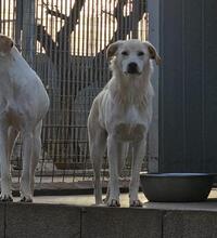 MAX, Hund, Mischlingshund in Italien - Bild 23