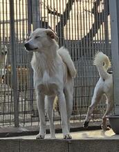 MAX, Hund, Mischlingshund in Italien - Bild 24