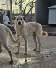 MAX, Hund, Mischlingshund in Italien - Bild 25