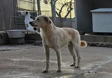 MAX, Hund, Mischlingshund in Italien - Bild 26