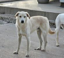 MAX, Hund, Mischlingshund in Italien - Bild 28