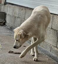 MAX, Hund, Mischlingshund in Italien - Bild 30