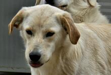 MAX, Hund, Mischlingshund in Italien - Bild 33