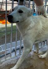 MAX, Hund, Mischlingshund in Italien - Bild 7