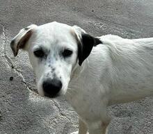TORO, Hund, Mischlingshund in Italien - Bild 2