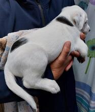 TORO, Hund, Mischlingshund in Italien - Bild 20