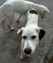 TORO, Hund, Mischlingshund in Italien - Bild 25