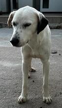TORO, Hund, Mischlingshund in Italien - Bild 29