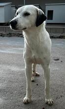 TORO, Hund, Mischlingshund in Italien - Bild 30